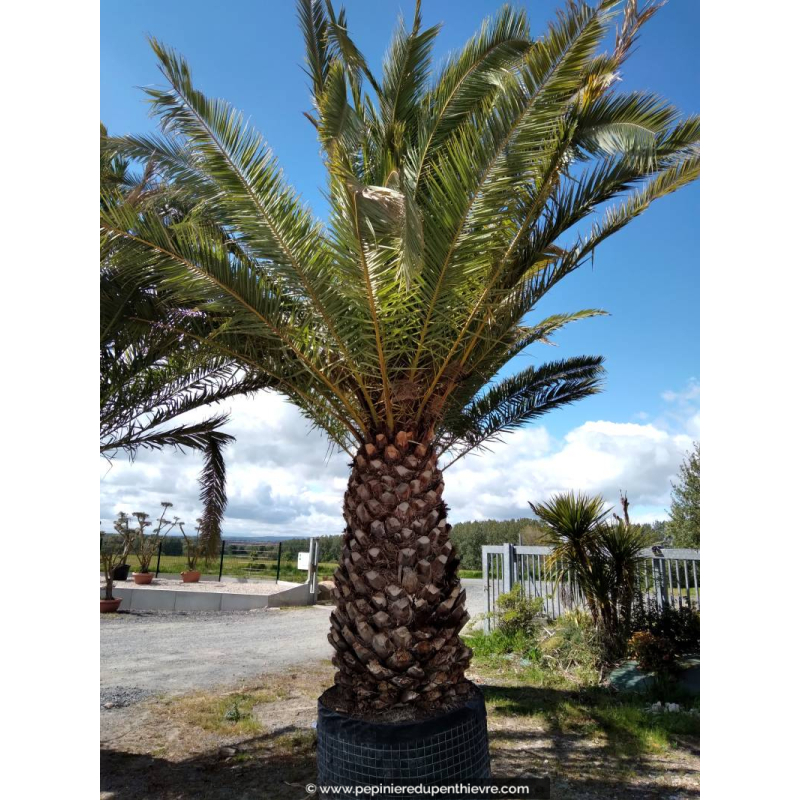 PHOENIX canariensis 'Tronc 200/225'