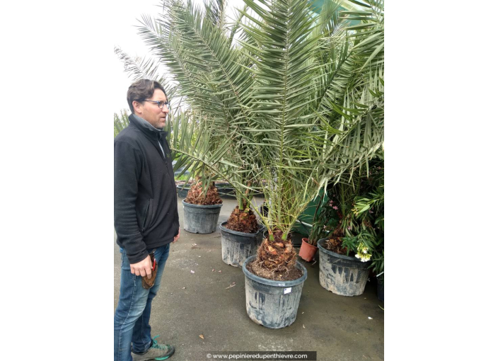 PHOENIX canariensis 'Tronc 20/30/40'