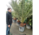 PHOENIX canariensis 'Tronc 20/30/40'
