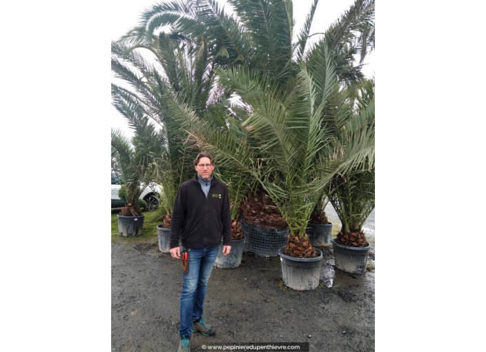 PHOENIX canariensis 'Tronc 30/40'