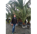 PHOENIX canariensis 'Tronc 30/40'