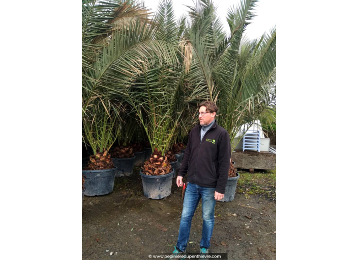 PHOENIX canariensis 'Tronc 40/50'