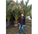 PHOENIX canariensis 'Tronc 40/50'