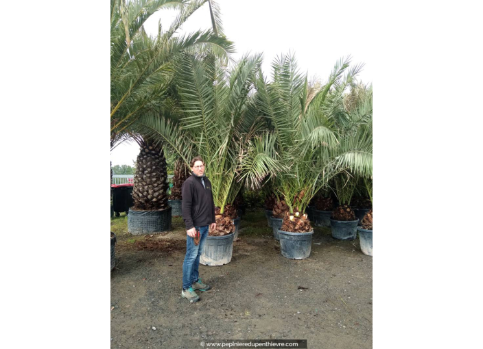 PHOENIX canariensis 'Tronc 50/60'