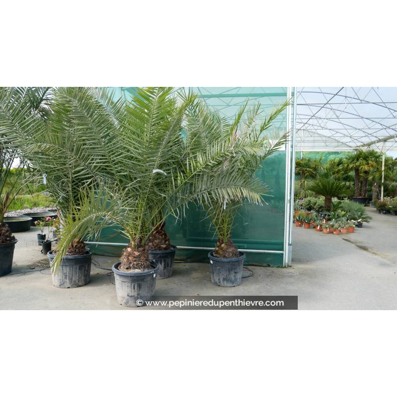 PHOENIX canariensis 'Tronc 20/30/40'