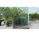 PHOENIX canariensis 'Tronc 20/30/40'
