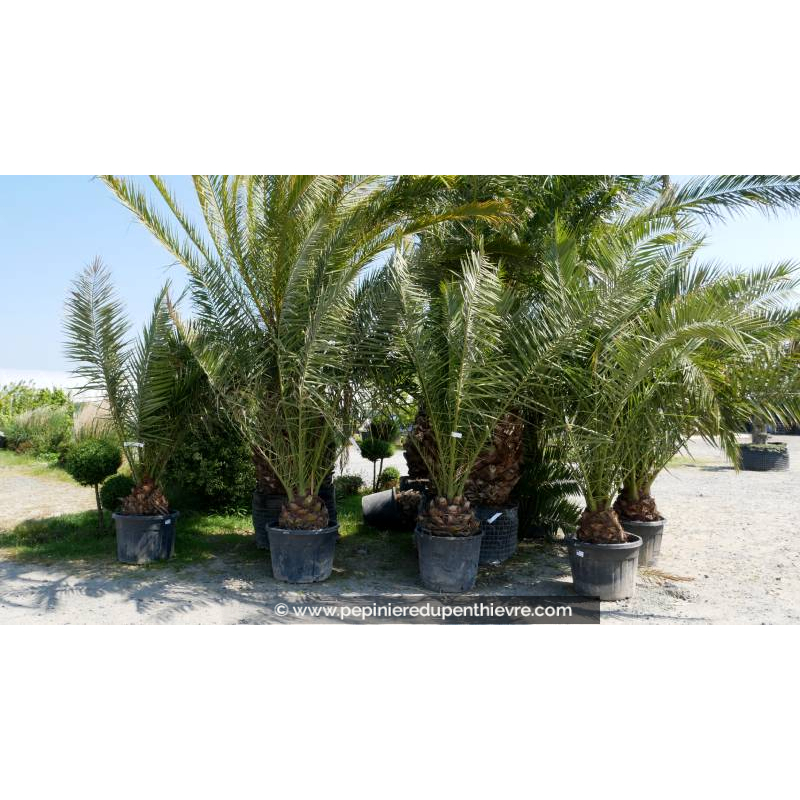 PHOENIX canariensis 'Tronc 30/40'