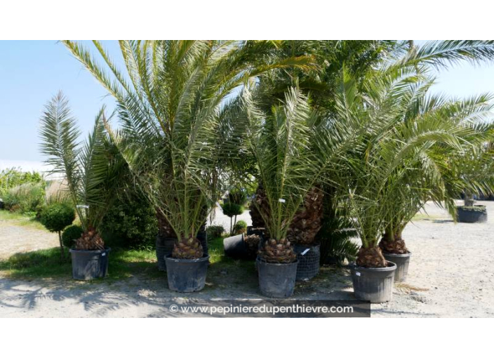 PHOENIX canariensis 'Tronc 30/40'