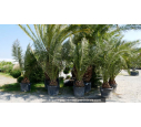 PHOENIX canariensis 'Tronc 30/40'