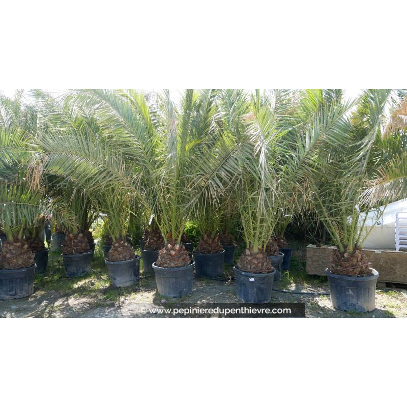 PHOENIX canariensis 'Tronc 40/50'