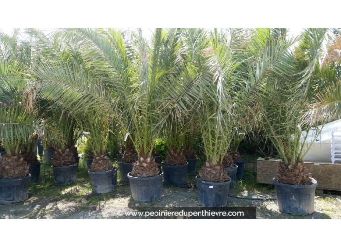 PHOENIX canariensis 'Tronc 40/50'