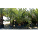 PHOENIX canariensis 'Tronc 50/60'
PHOENIX canariensis \'Tronc 50/60\'