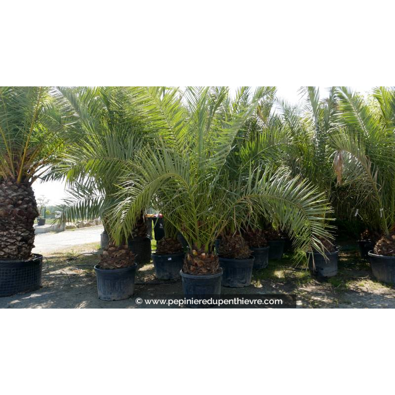 PHOENIX canariensis 'Tronc 50/60'