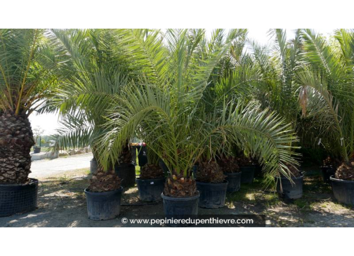 PHOENIX canariensis 'Tronc 50/60'