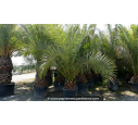 PHOENIX canariensis 'Tronc 50/60'