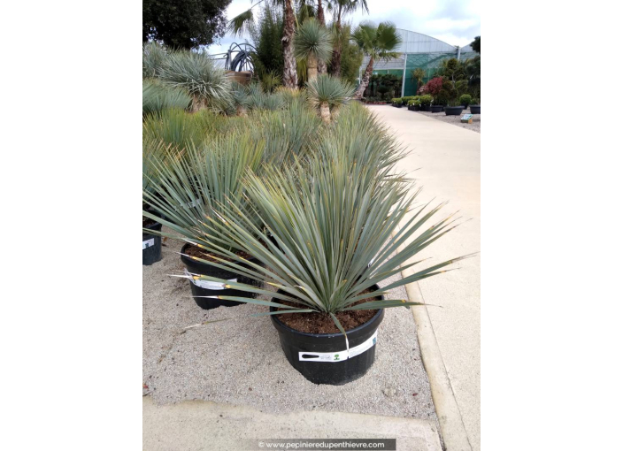 YUCCA rostrata '20/25'