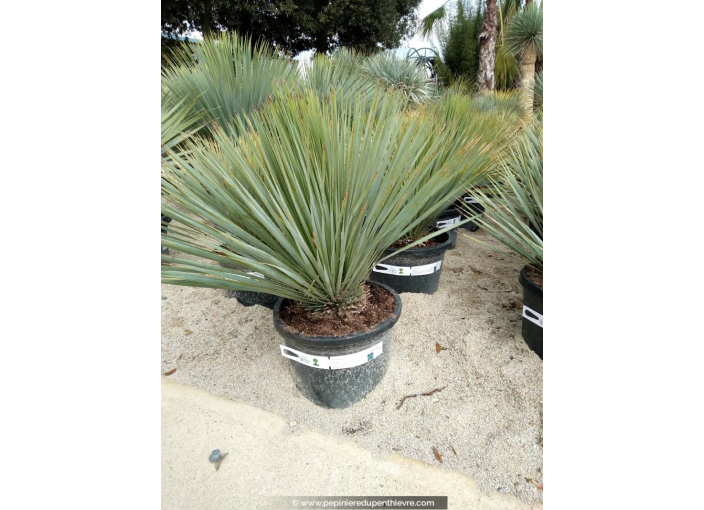 YUCCA rostrata '30/35'