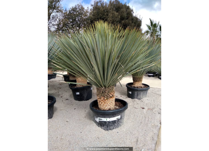 YUCCA rostrata '80/100'