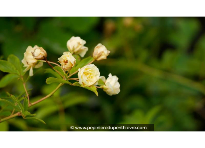 ROSIER grimpant ROSA Banksiae 'Lutea Plena'