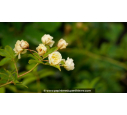 ROSIER grimpant ROSA Banksiae 'Lutea Plena'