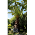 PHOENIX canariensis 'Tronc 170'
PHOENIX canariensis \'Tronc 170\'