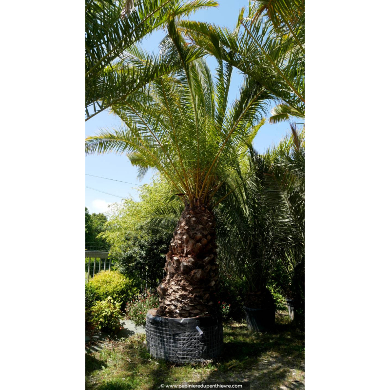 PHOENIX canariensis 'Tronc 170'