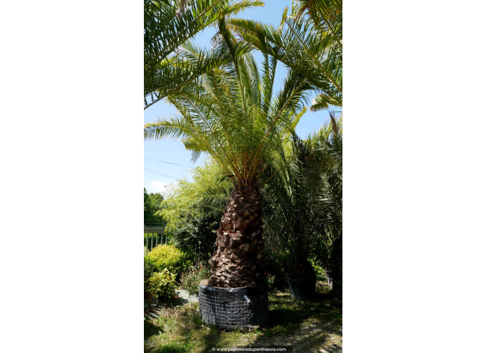 PHOENIX canariensis 'Tronc 170'