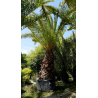 PHOENIX canariensis \'Tronc 170\'