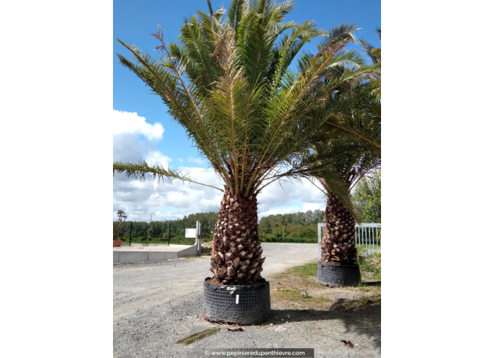 PHOENIX canariensis 'Tronc 180'