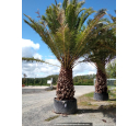 PHOENIX canariensis 'Tronc 180'