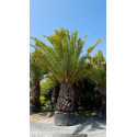 PHOENIX canariensis 'Tronc 180'
PHOENIX canariensis \'Tronc 180\'
