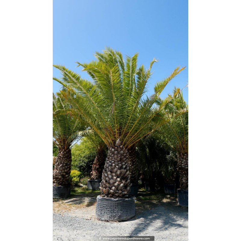 PHOENIX canariensis 'Tronc 180'