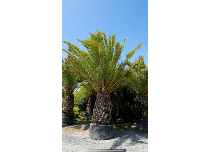 PHOENIX canariensis 'Tronc 180'