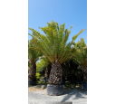 PHOENIX canariensis 'Tronc 180'