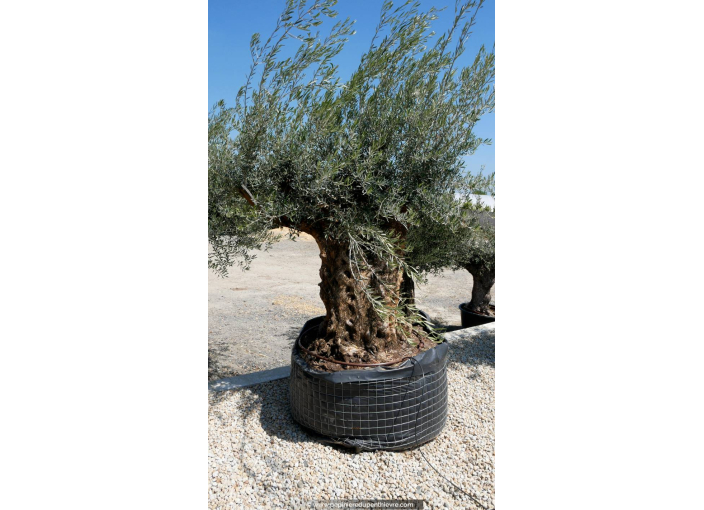 OLEA europaea - OLIVIER 'Bonsaï 150/175'