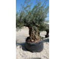 OLEA europaea - OLIVIER 'Bonsaï 150/175'