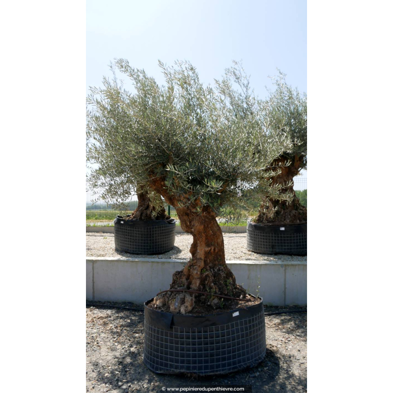 OLEA europaea - OLIVIER 'Bonsaï 150/175'