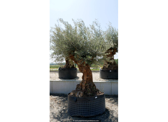 OLEA europaea - OLIVIER 'Bonsaï 150/175'