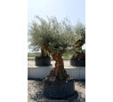 OLEA europaea - OLIVIER 'Bonsaï 150/175'