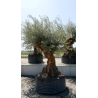 OLEA europaea - OLIVIER \'Bonsaï 150/175\'