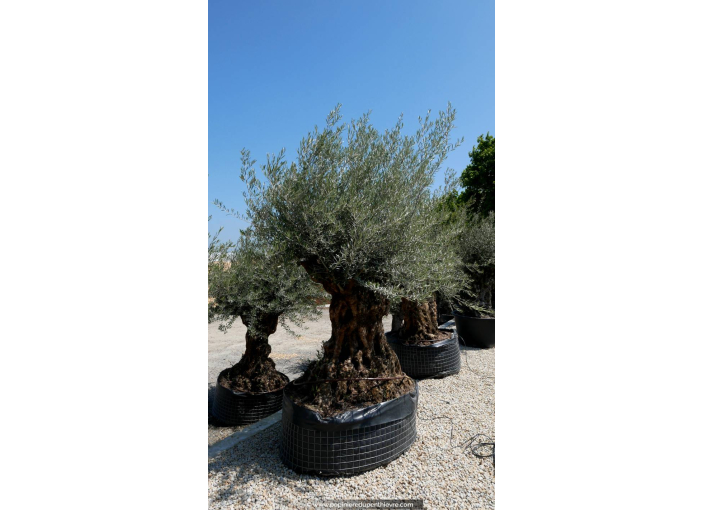 OLEA europaea - OLIVIER 'Bonsaï 175/200'