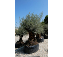 OLEA europaea - OLIVIER 'Bonsaï 175/200'