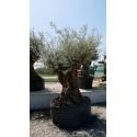 OLEA europaea - OLIVIER 'Bonsaï 175/200'
OLEA europaea - OLIVIER \'Bonsaï 175/200\'