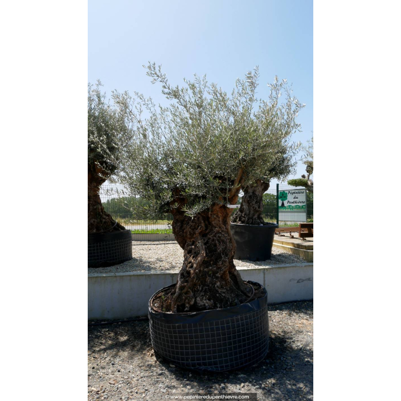 OLEA europaea - OLIVIER 'Bonsaï 175/200'