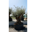 OLEA europaea - OLIVIER 'Bonsaï 175/200'