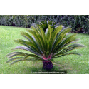 CYCAS revoluta