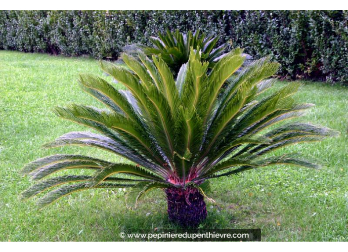 CYCAS revoluta