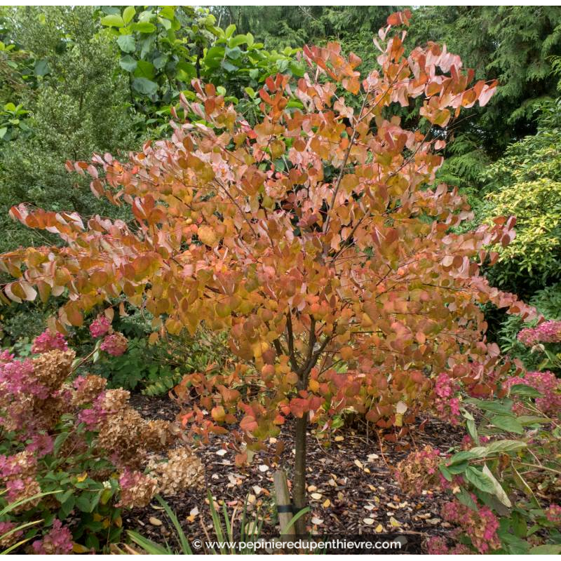 CERCIDIPHYLLUM japonicum