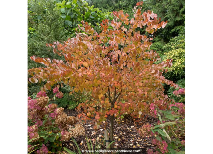 CERCIDIPHYLLUM japonicum