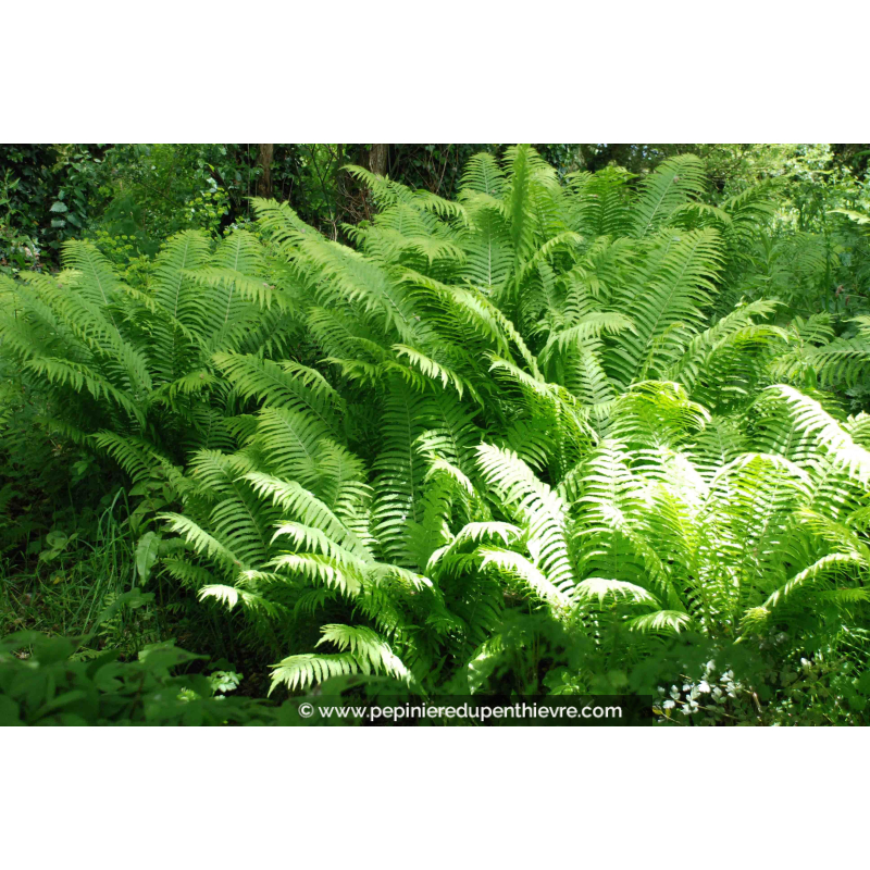 MATTEUCCIA struthiopteris